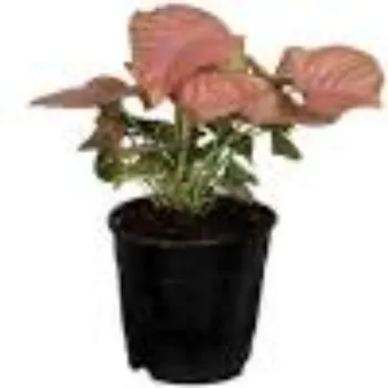Natural Syngonium 